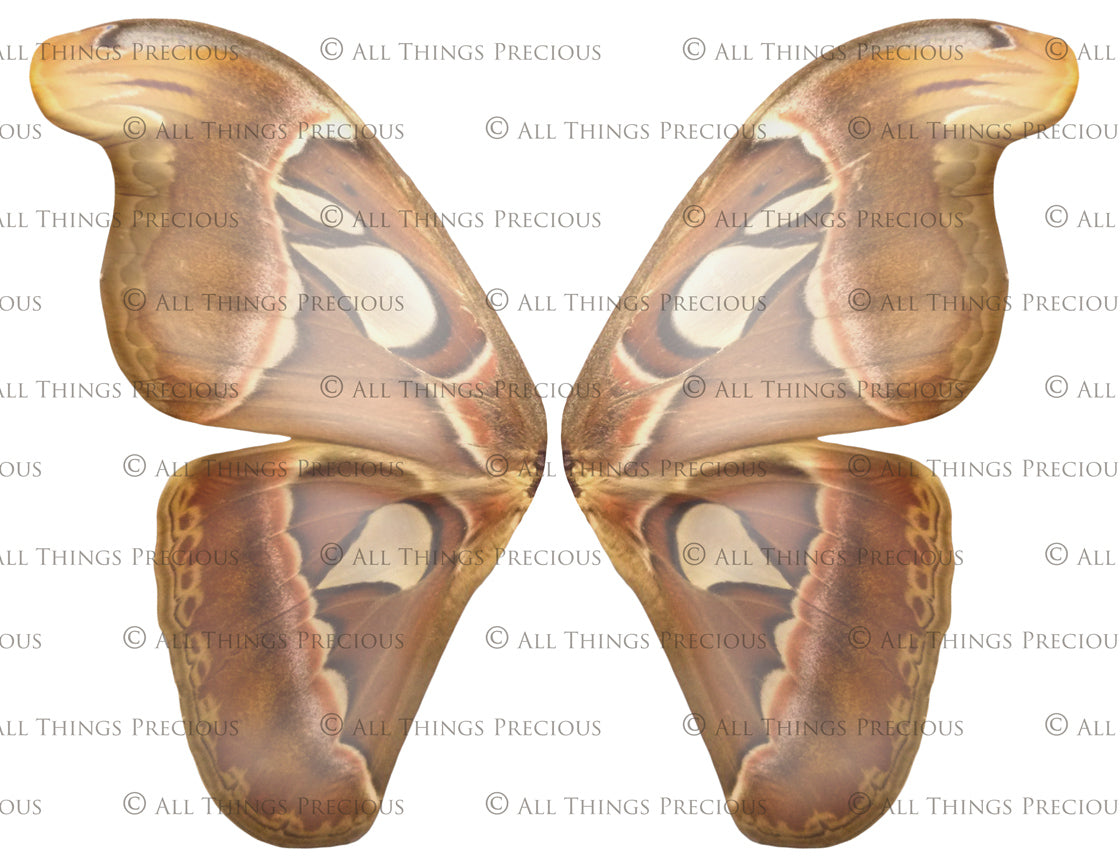 Digital Faery Wing Overlays. Png overlays for photoshop. Photography editing. High resolution, 300dpi fairy wings. Overlays for photography. Digital stock and resources. Graphic design. Fairy Photos. Colourful Fairy wings. Faerie Wings. ATP Textures. Overlays. Actions, Textures, Photo Resources, Photoshop.